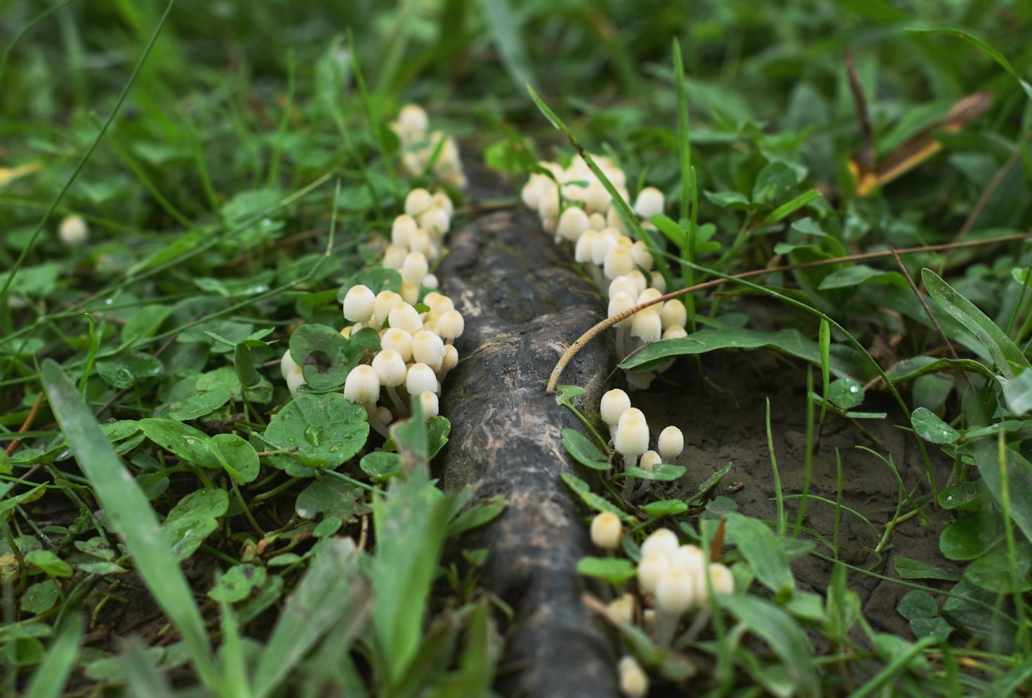 Innovative teknikker til naturlig svampedyrkning